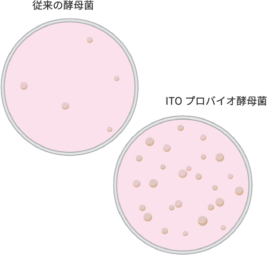 ITOプロバイオ酵母の実験結果